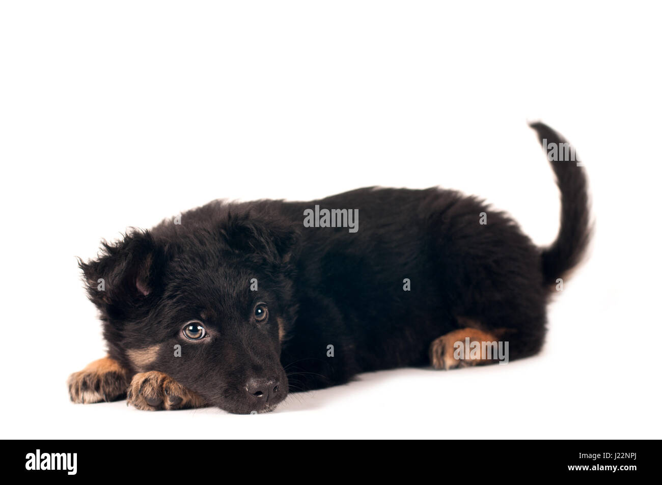 Cute little mixed breed puppy lying portrait on white background Stock ...