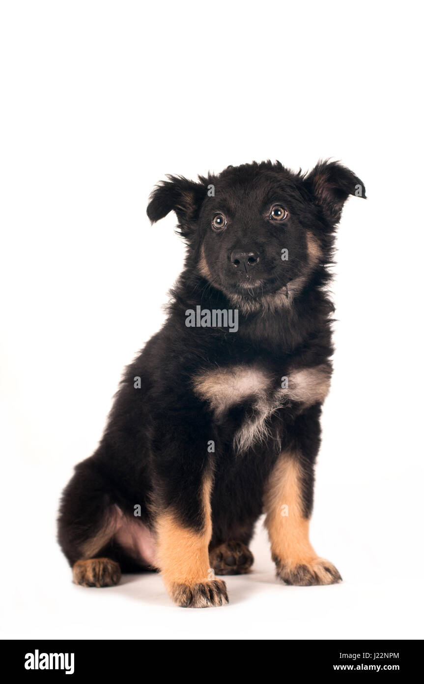 Cute little mixed breed puppy sitting portrait on white background ...
