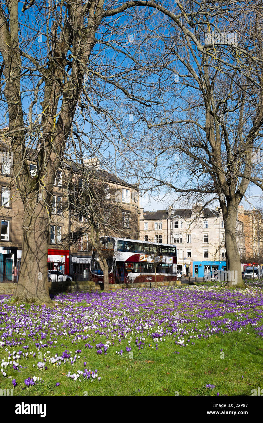 Springtime crocus flowers, in the floral gardens, on Morningside Road