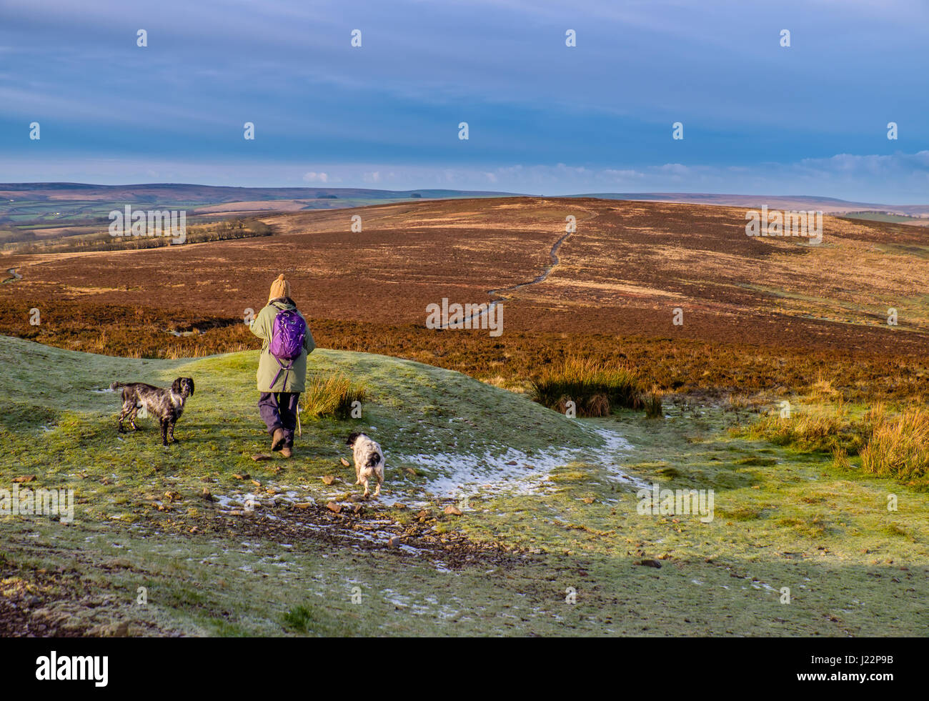 Somerset dawn moorland hires stock photography and images Alamy
