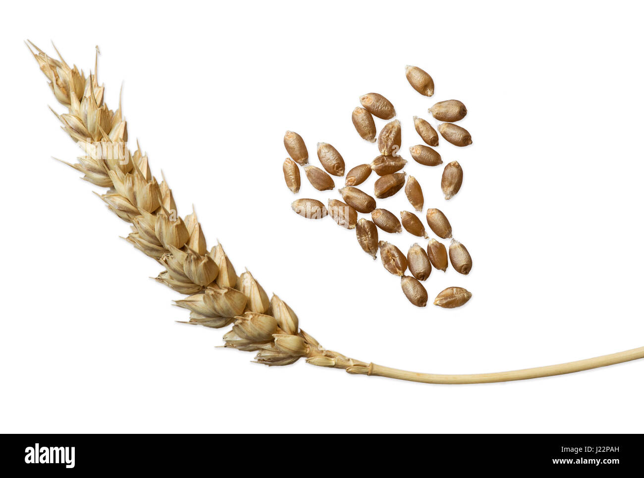 Wheat ear, Common Wheat (Triticum aestivum), Switzerland Stock Photo