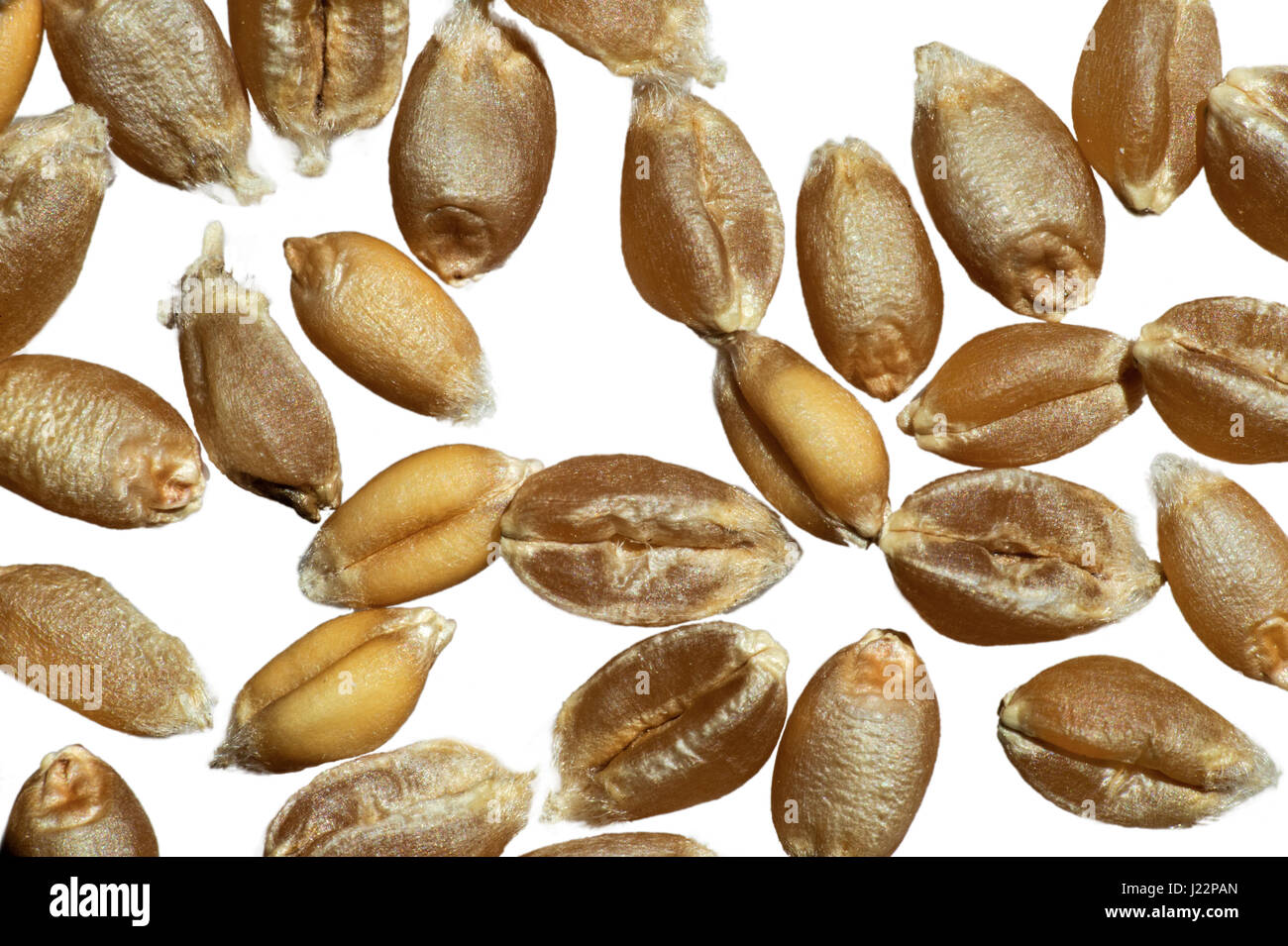 Grains of Common Wheat (Triticum aestivum), Switzerland Stock Photo