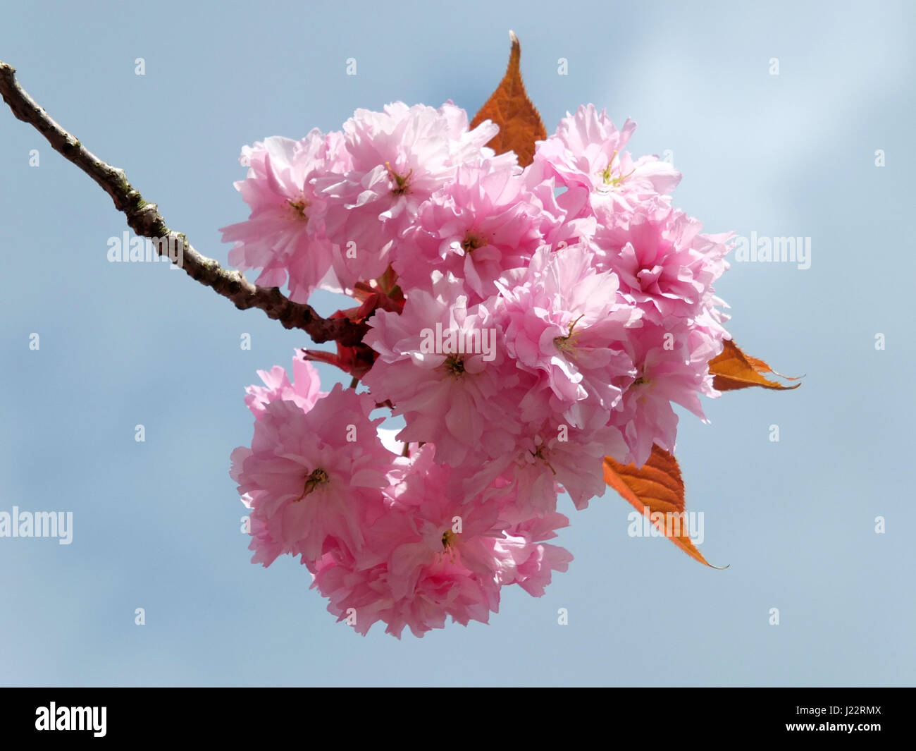Pink cherry blossom in close up in spring with blue sky Stock Photo - Alamy