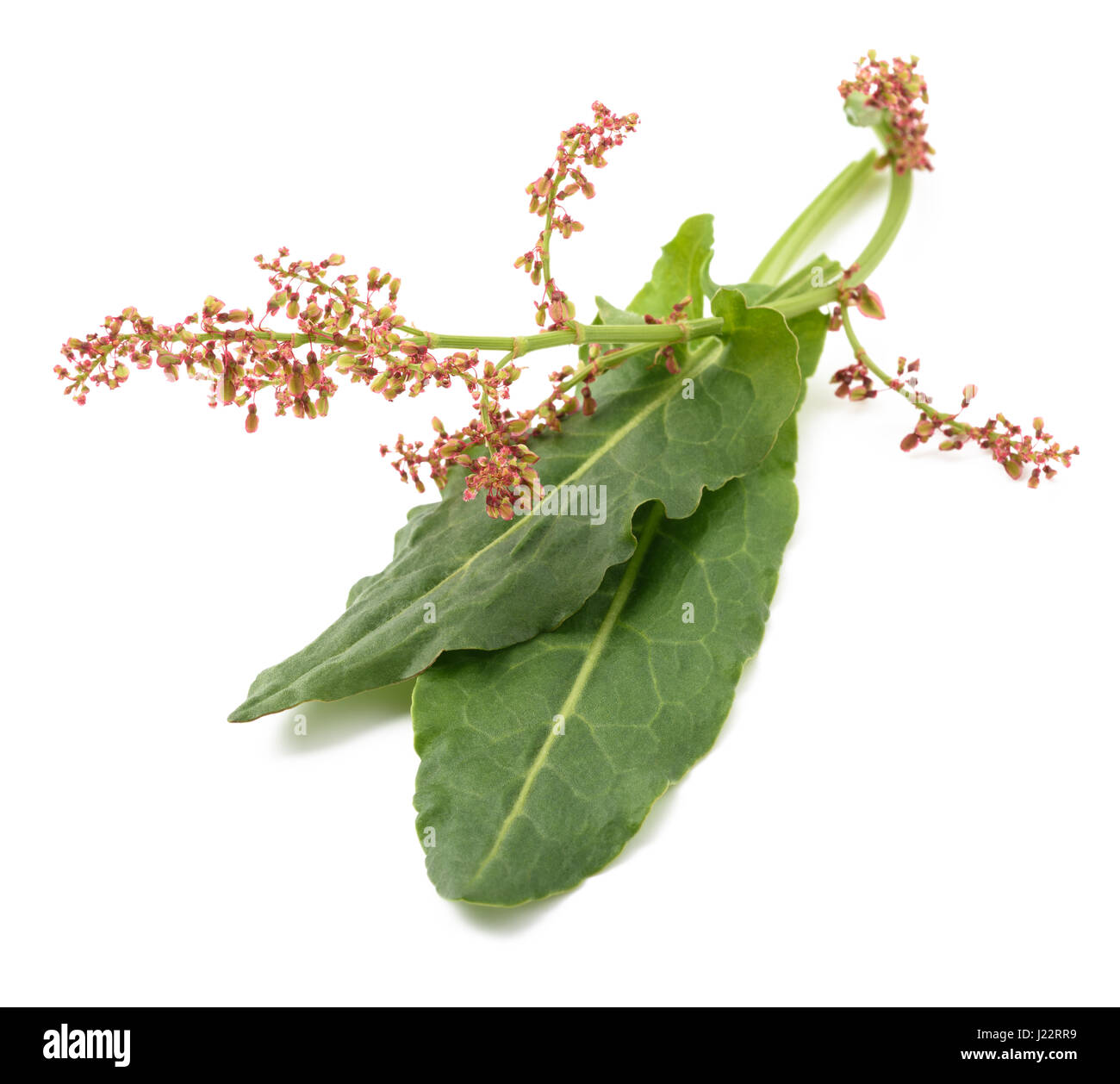 Common sorrel leaves and flowers isolated on white Stock Photo