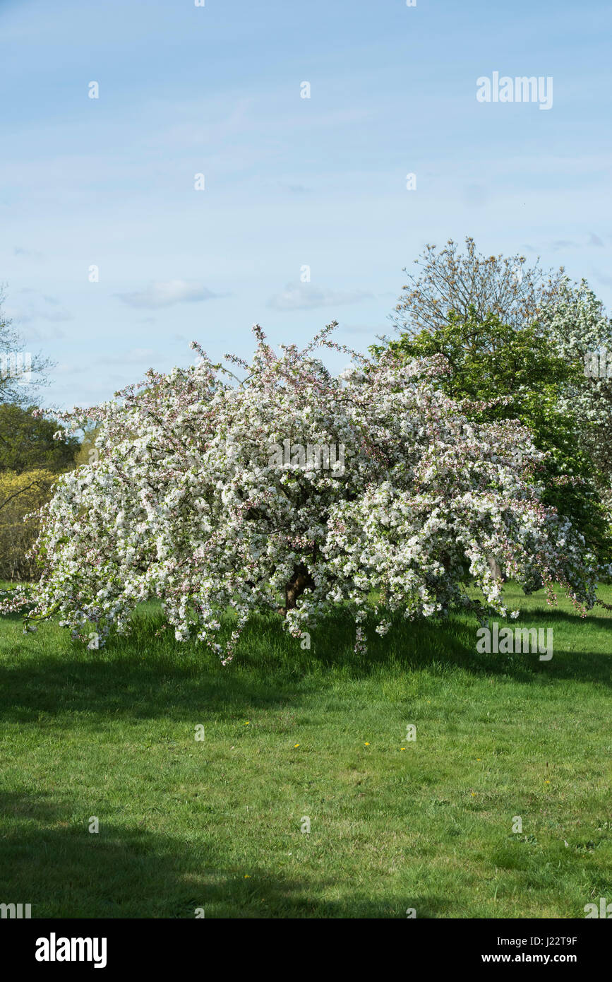 Malus 'Mary Potter'. Crab Apple 'Mary Potter' in blossom. April. UK Stock Photo