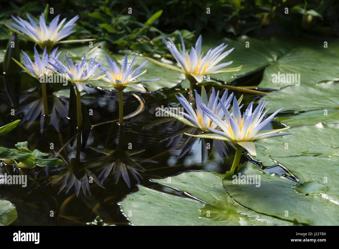 Nymphaea caerulea. Tropical Waterlily flowers and lily pads in the glasshouse at Oxford botanical gardens. Oxfordshire, England Stock Photo