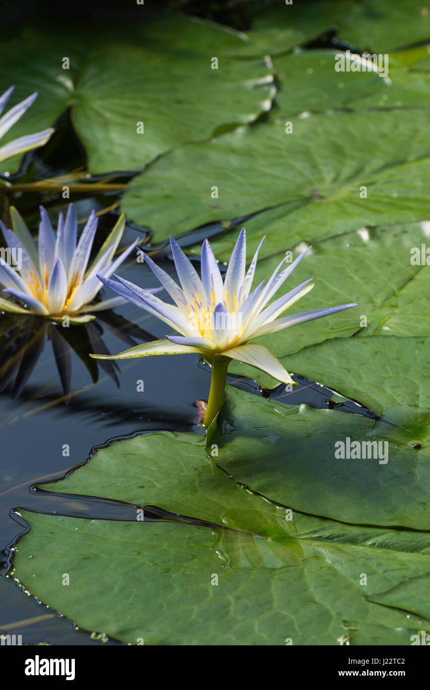 Dobbies Garden Centre Pond Plants informacionpublica.svet.gob.gt