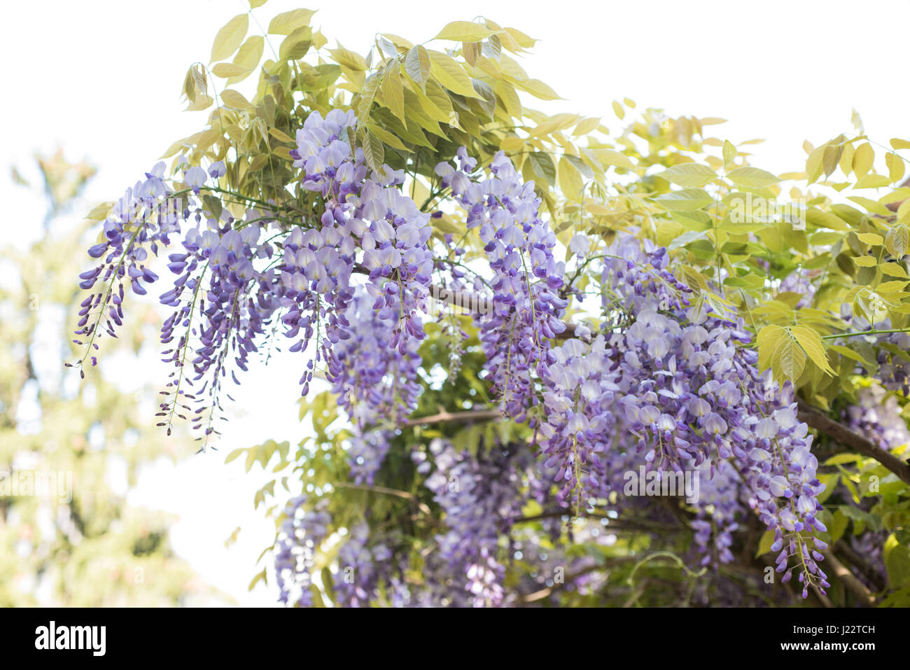 Hanging purple wisteria bunches   flowers in spring Stock Photo