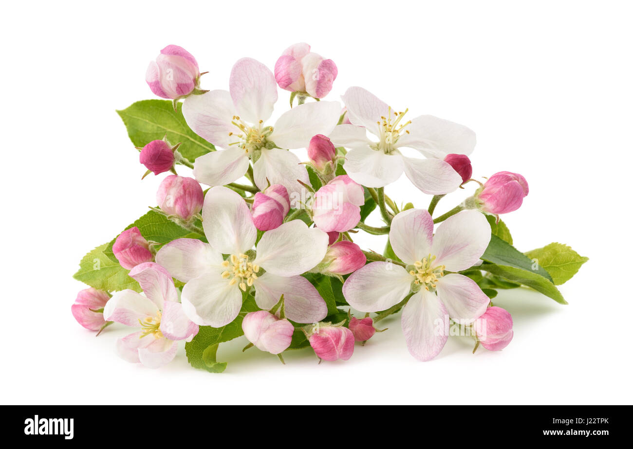 Apple Flowers with buds isolated on white background Stock Photo