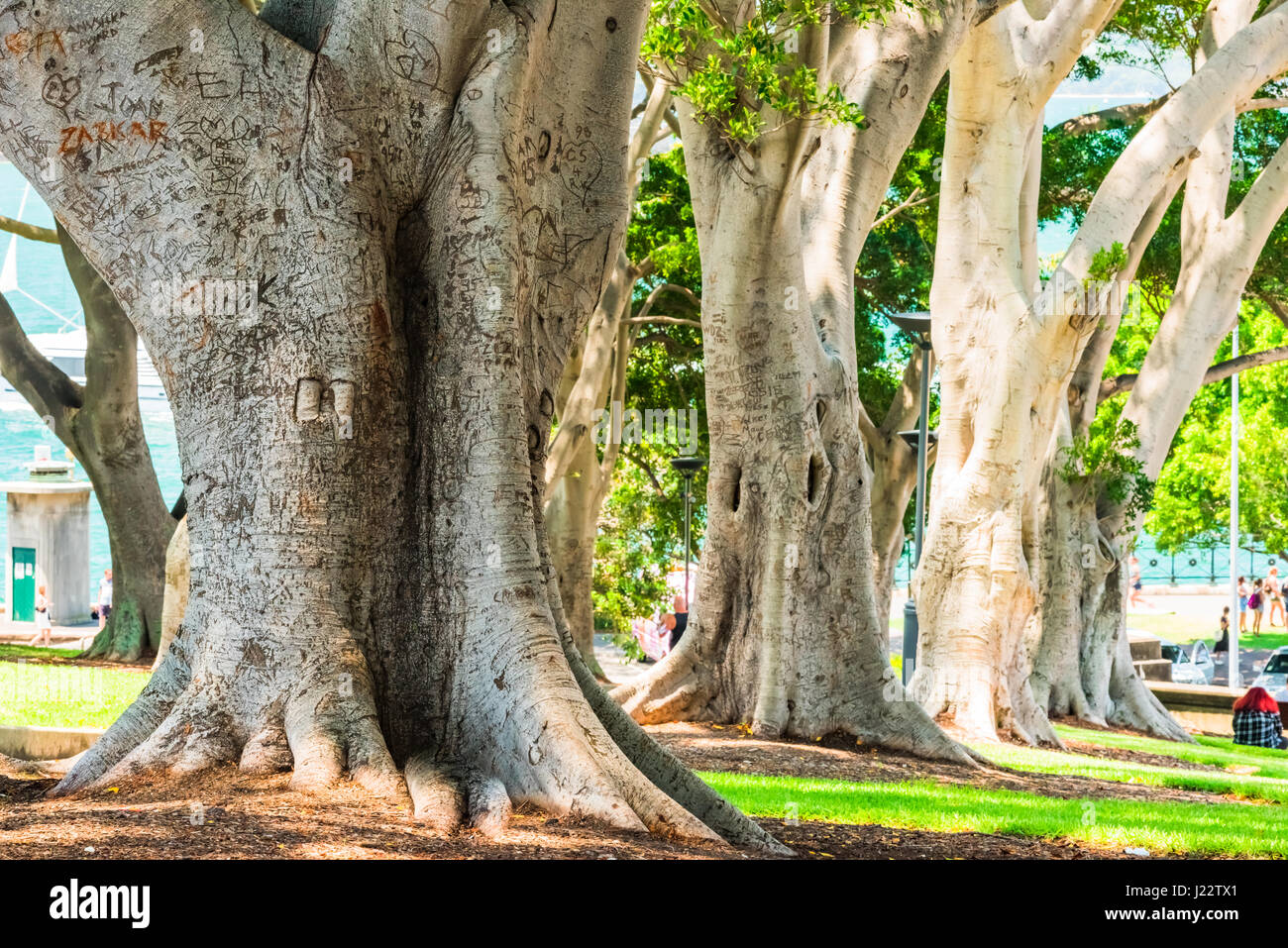 The avenue of ten Hill's Weeping Figs (Ficus microcarpa var. hillii) at Dawes Point, Sydney, New South Wales, Australia Stock Photo