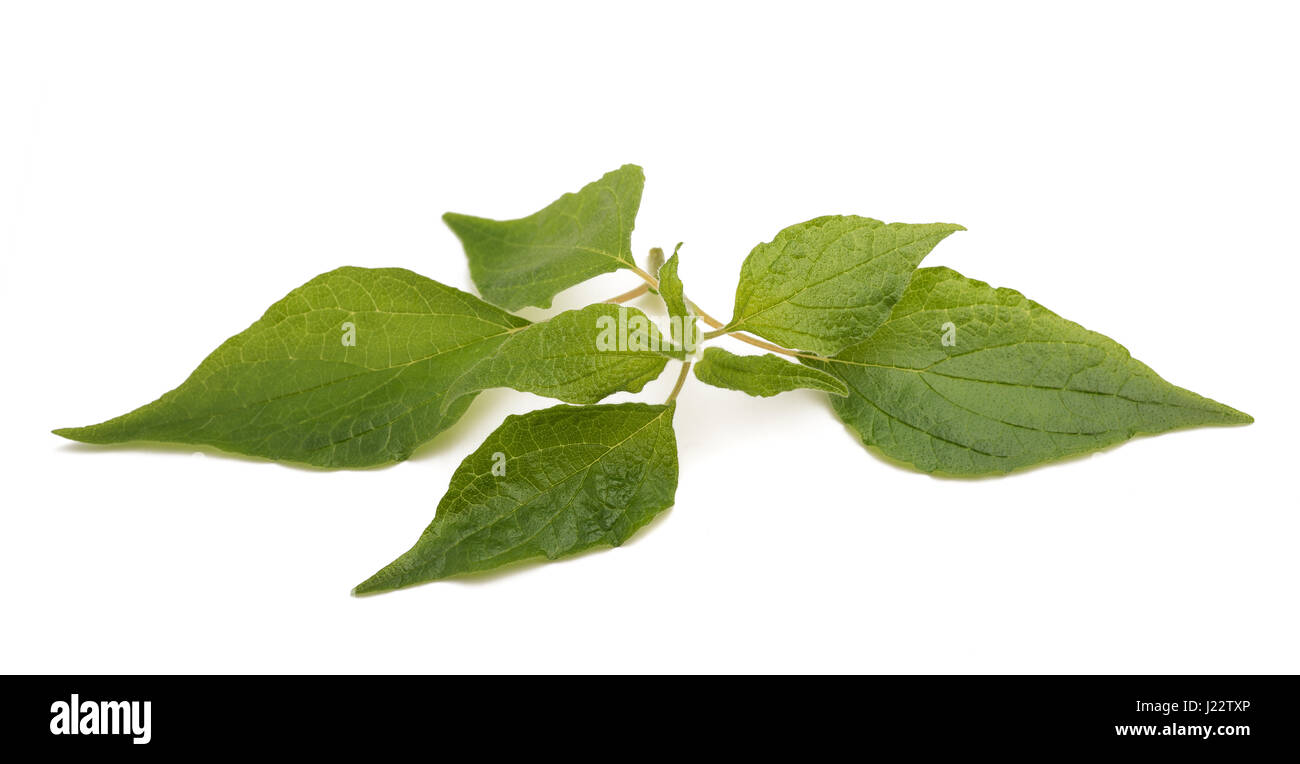 Pellitory (Parietaria officinalis) sprig isolated on white background Stock Photo