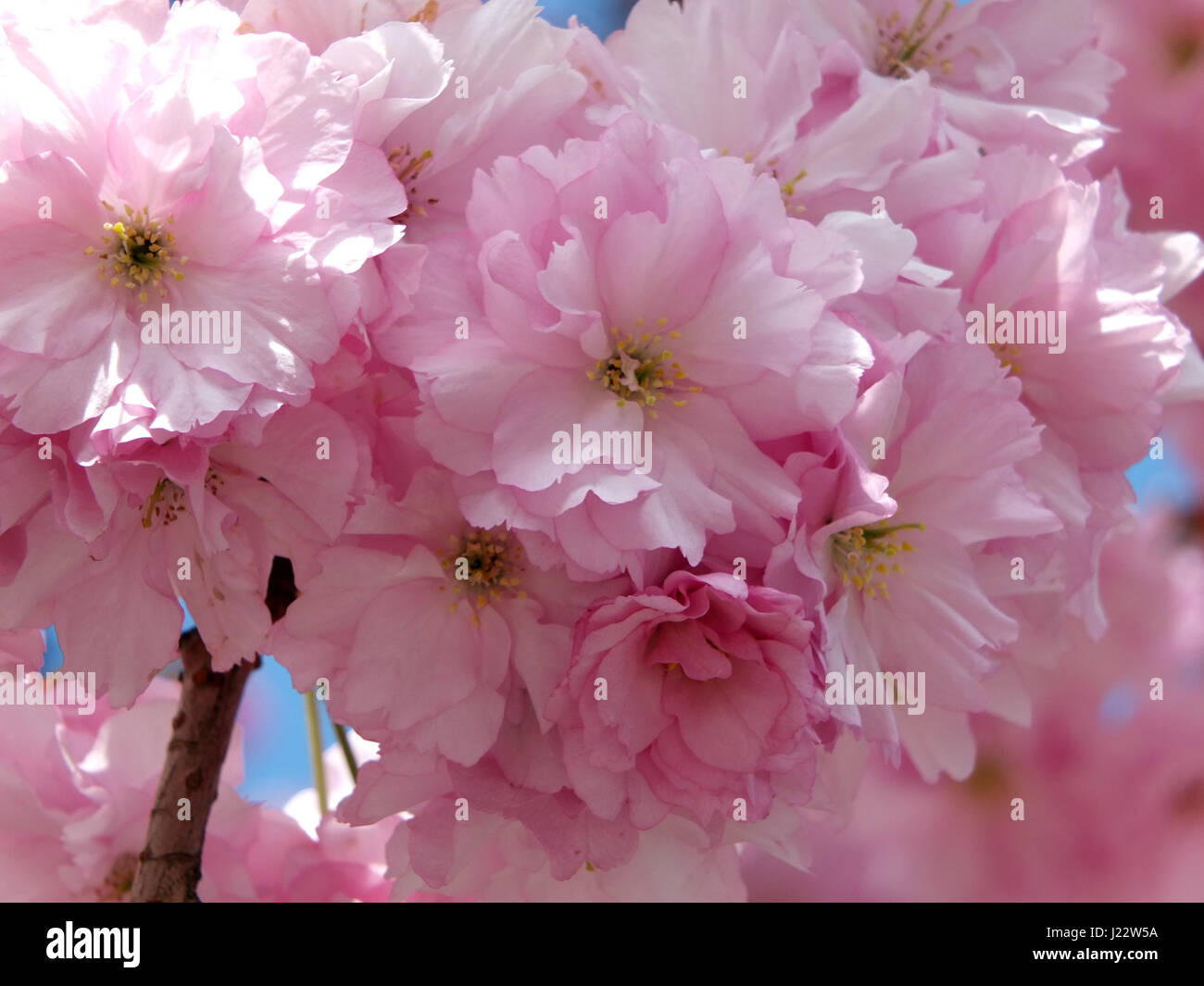 Pink cherry blossom in close up in spring Stock Photo - Alamy