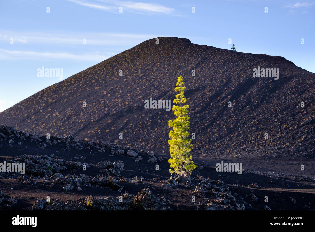 Kanarische Kiefer (Pinus canariensis), Montana Negra oder Volcán Garachico, bei El Tanque, Teneriffa, Kanarische Inseln, Spanien Stock Photo