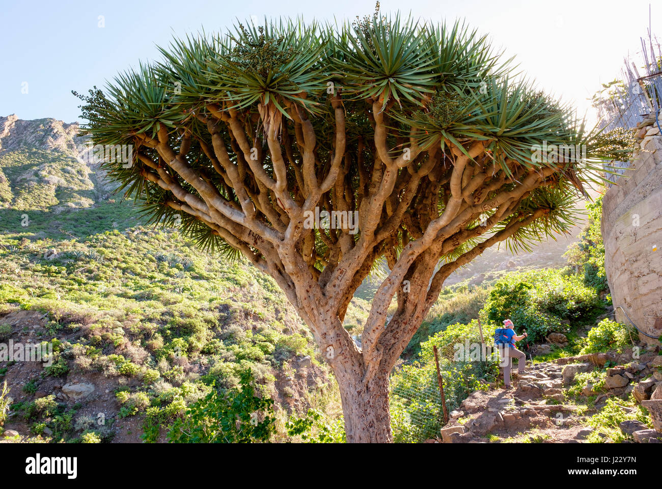 Kanarischer Drachenbaum (Dracaena draco), El Draguillo, Anaga-Gebirge, Teneriffa, Kanarische Inseln, Spanien Stock Photo