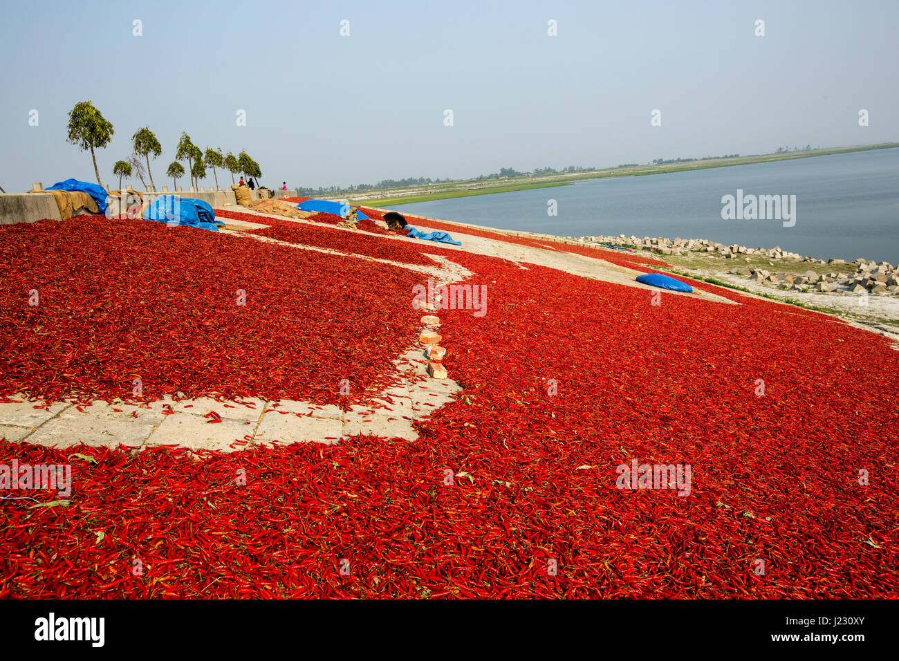 Red chillies being dried on the Jamuna Char (Jamuna river island) at Sariakandi in Bogra, Bangladesh. Stock Photo