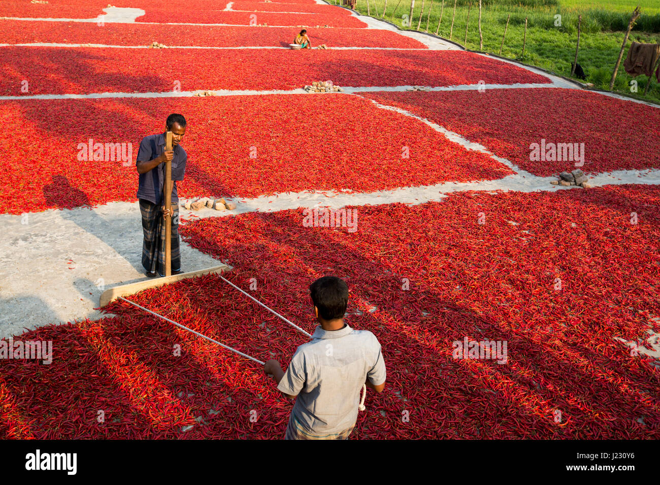 Farmers raking red chillies at a mill in Gabtali for drying. Bogra, Bangladesh. Stock Photo