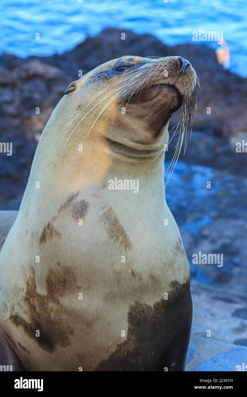 Galapagos sea lion standing with the ocean as background Stock Photo