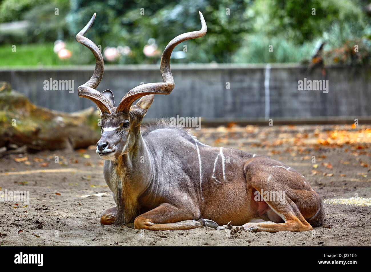 Greater kudu Stock Photo