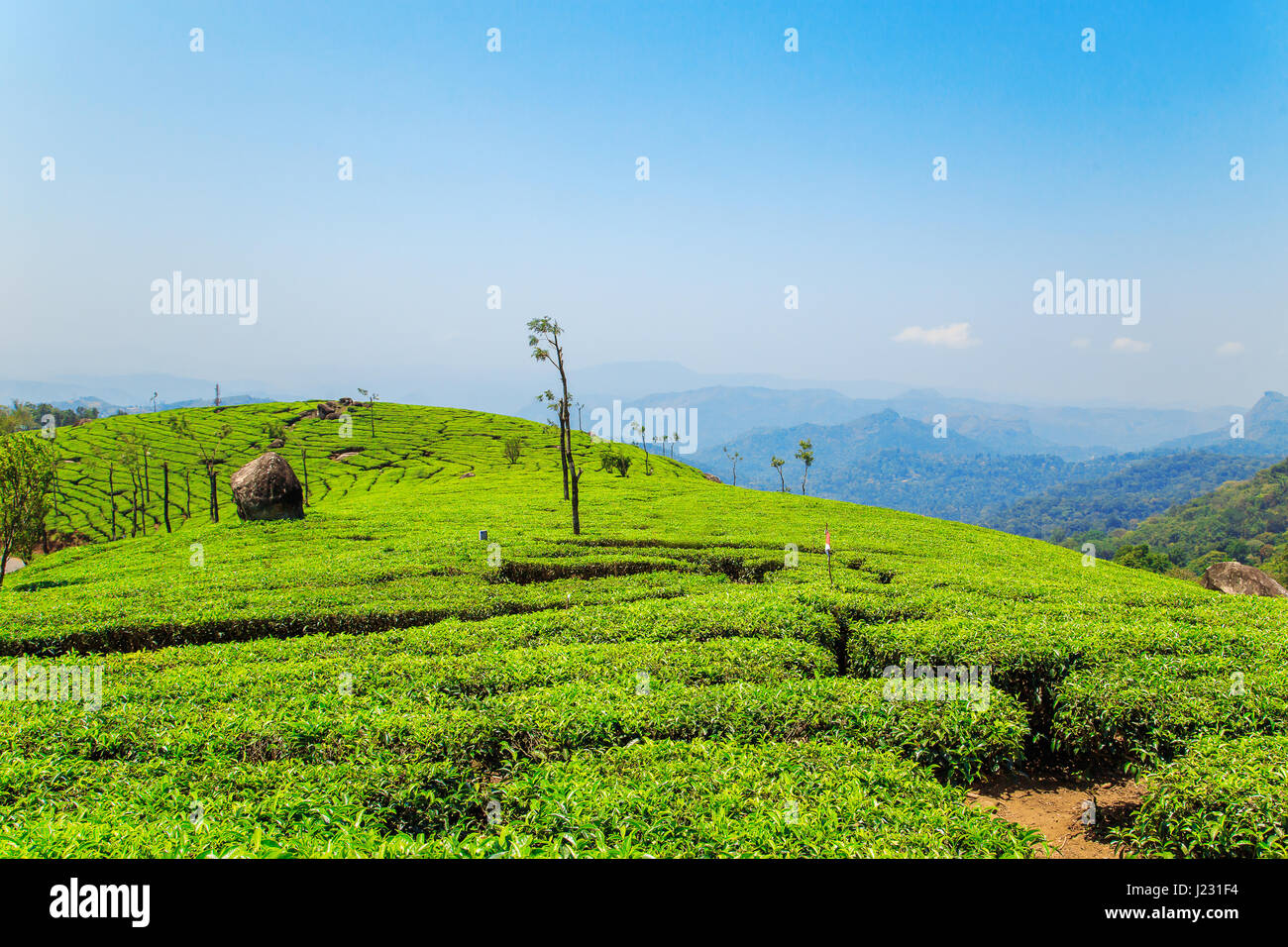 Tea plantations in Munnar, Kerala, India. Stunning views of green hills with blue sky. Stock Photo