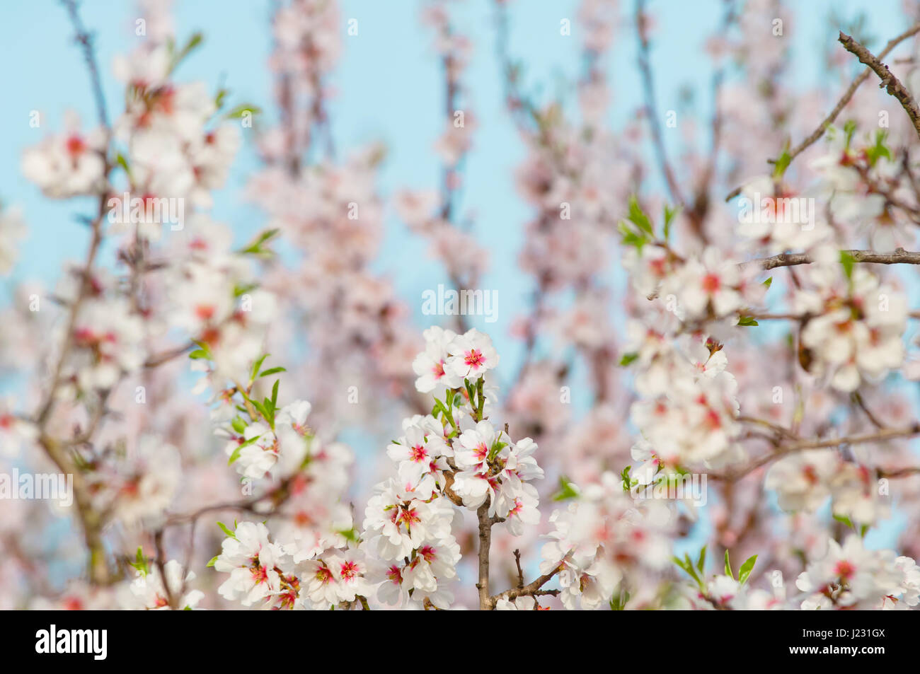 Almond blossom, full bloom, blooming almond tree in March Stock Photo