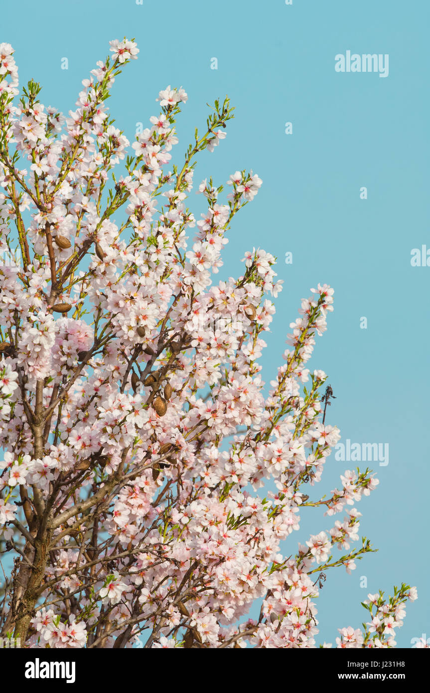 Almond blossom, full bloom, blooming almond tree in March Stock Photo