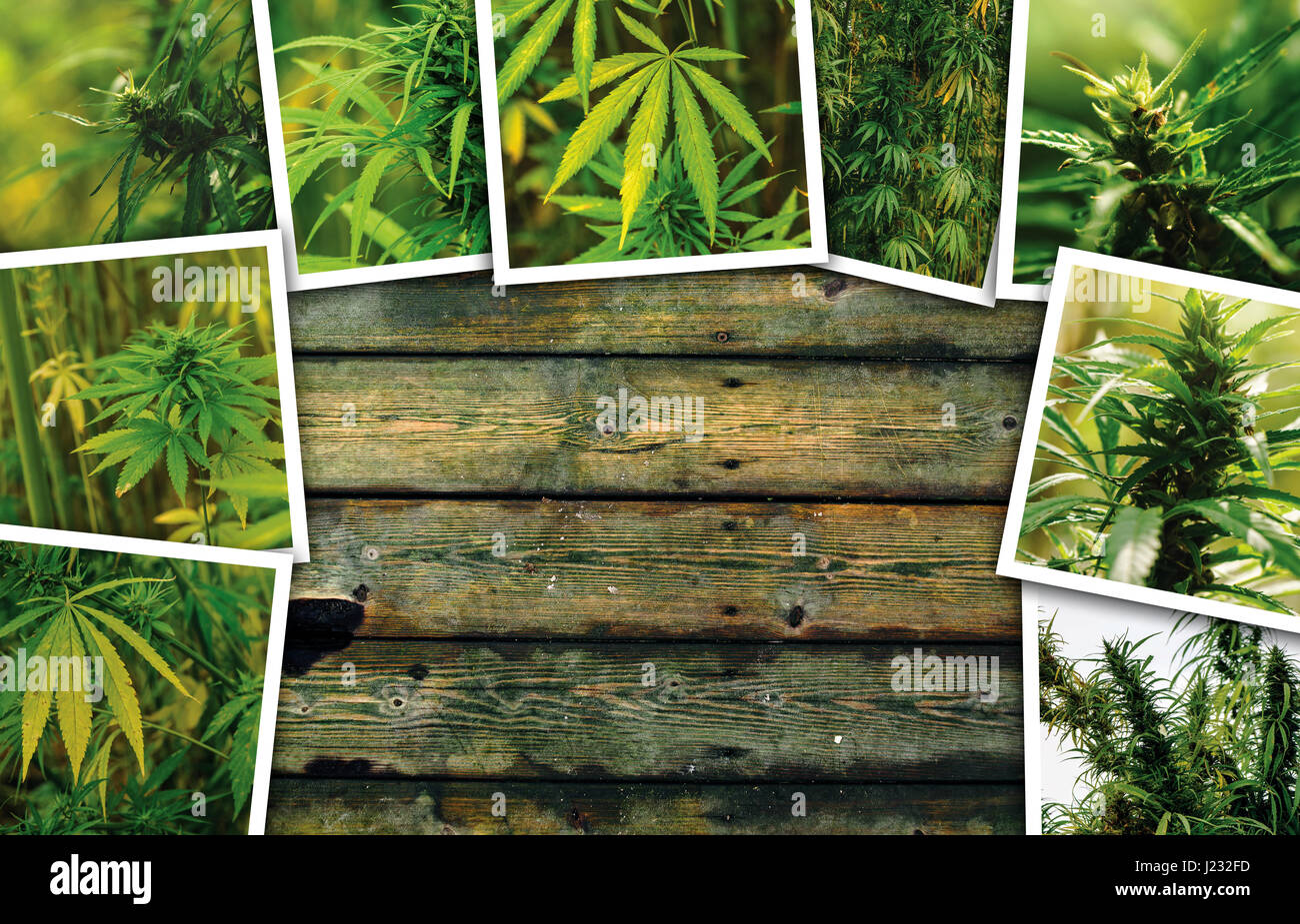 Marijuana growth on plantation, photo collage on wooden background as copy space Stock Photo