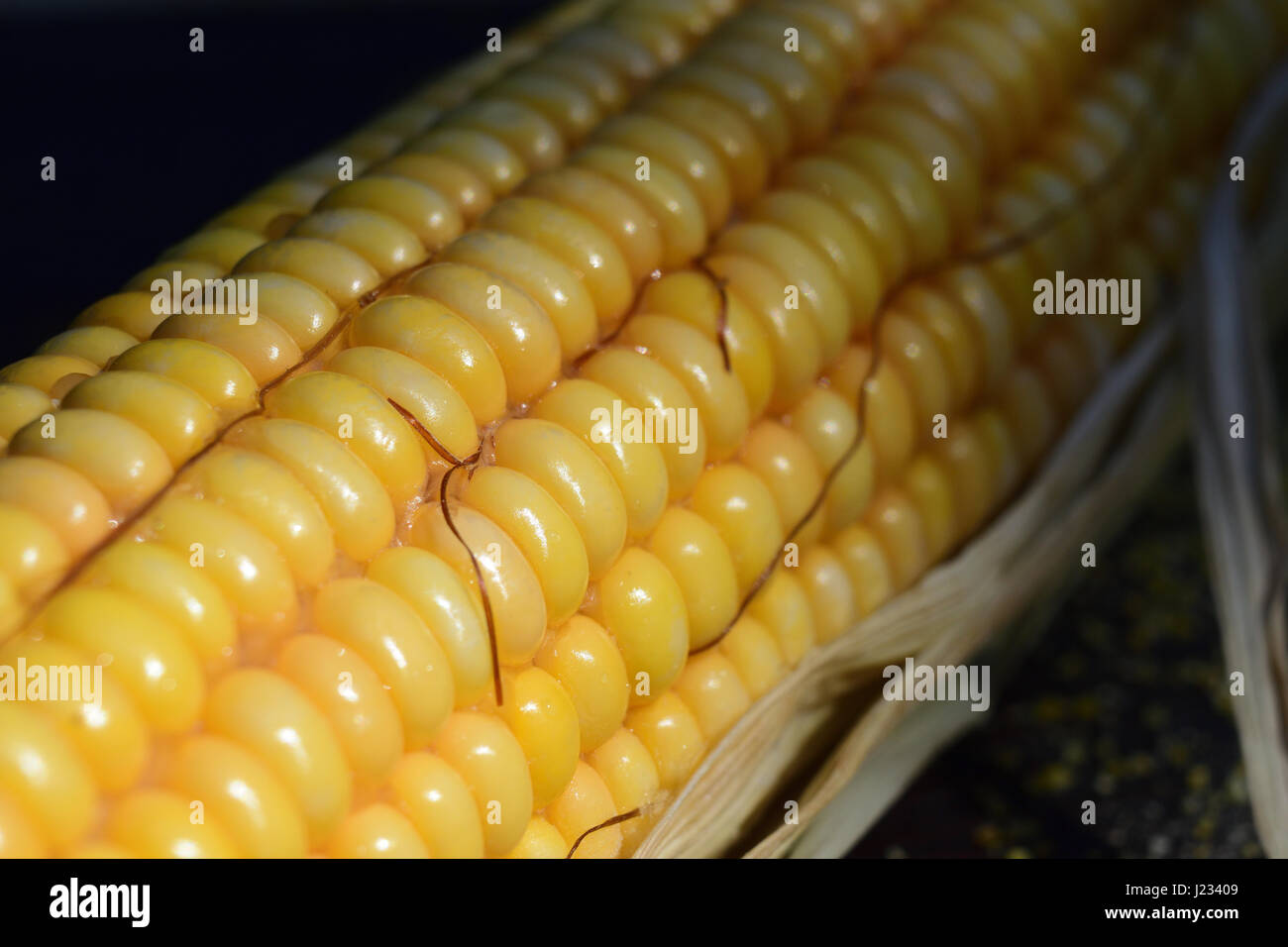 A corn cob Stock Photo Alamy