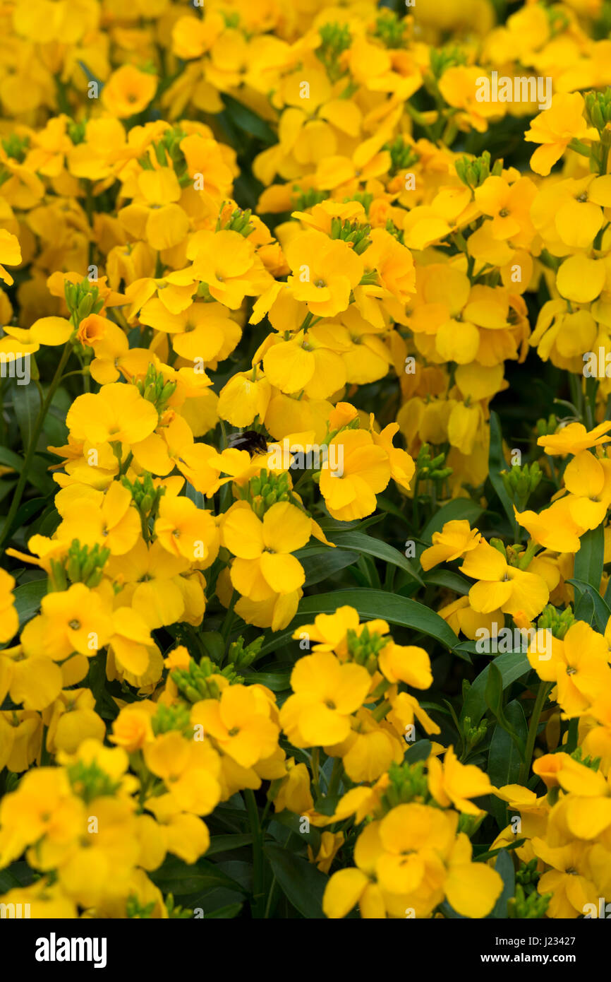 Wallflowers uk hires stock photography and images Alamy