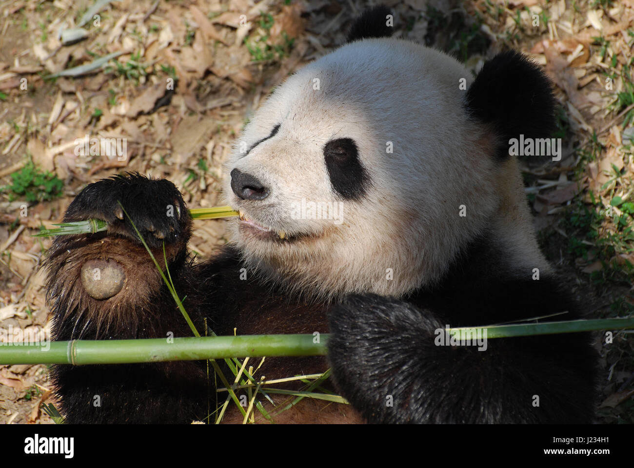 Adorable giant panda bear eating bamboo shoots Stock Photo - Alamy