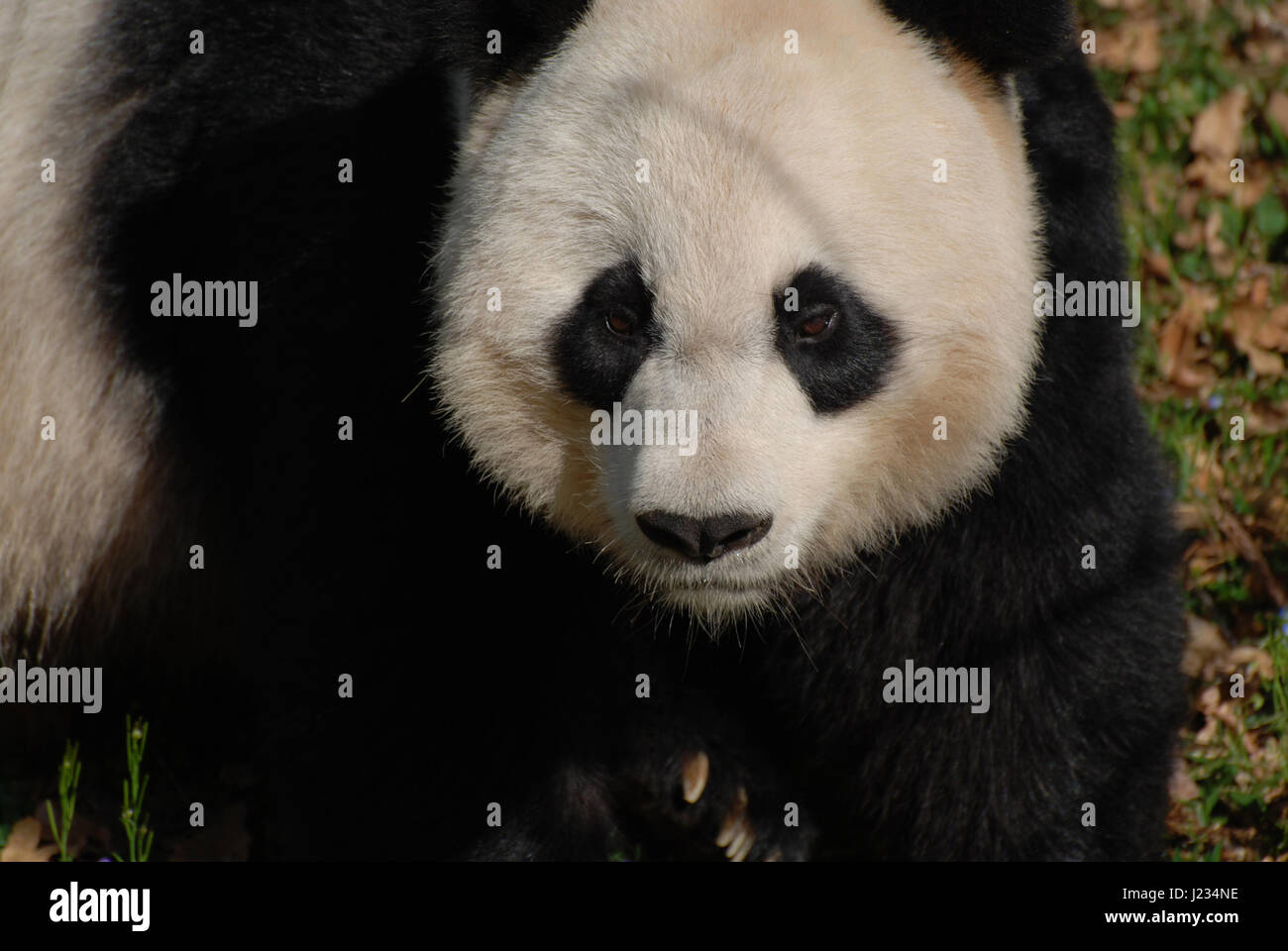 Beautiful face of a giant panda bear in the wild Stock Photo - Alamy
