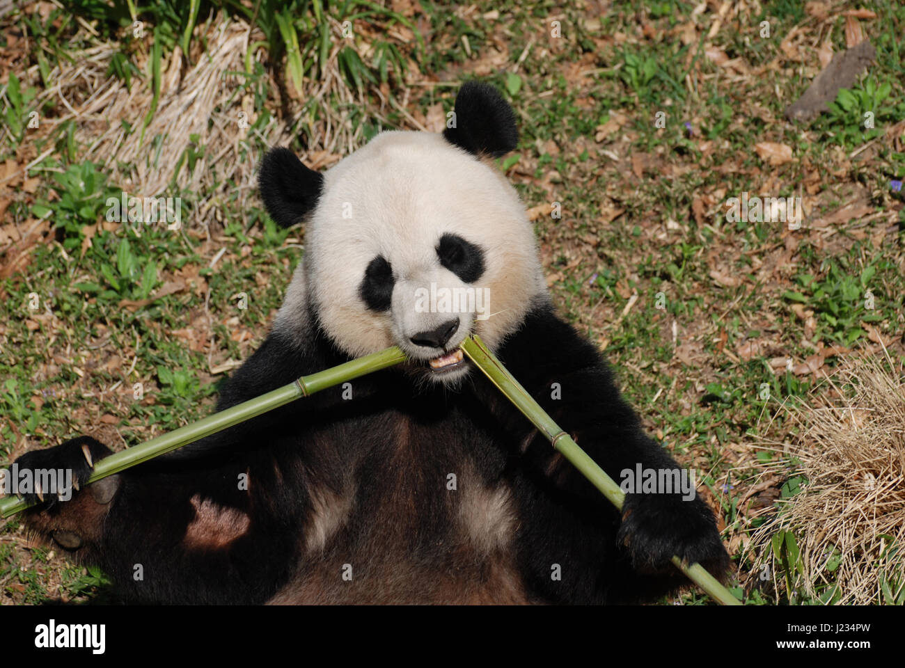 Cute giant panda eating bamboo shoots from the center Stock Photo - Alamy