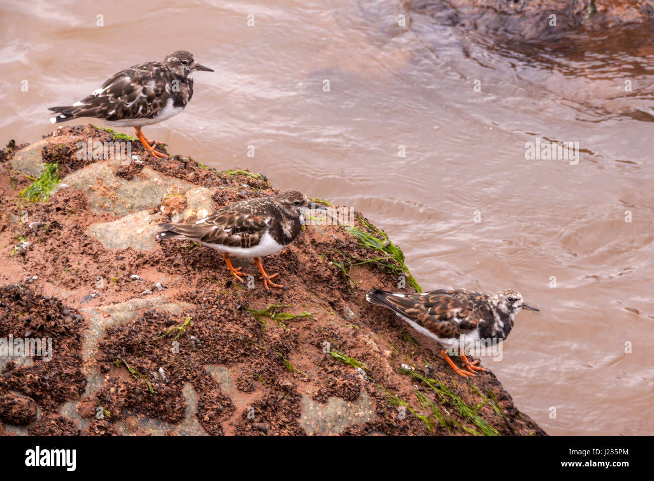 A family of turnstones, well camouflaged, hiding amongst the rocks in Sidmouth, Devon. Turnstone, bird, Arenaria interpres, sandpiper. Stock Photo