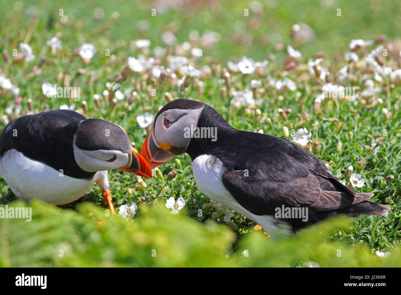 Puffins courtship display at Skoma Island, South West Wales UK Stock Photo