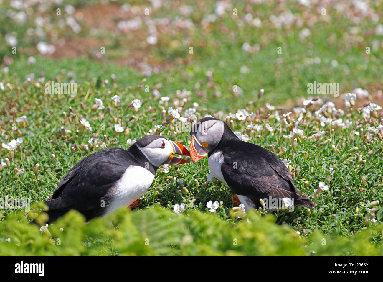 Puffins courtship display at Skoma Island, South West Wales UK Stock Photo