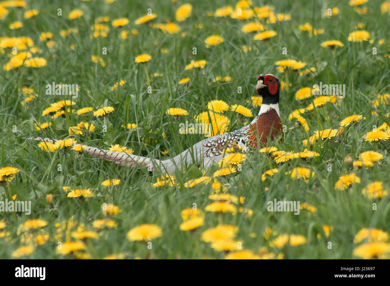 A beautiful pheasant bird flying through a dandelion field in England Stock Photo