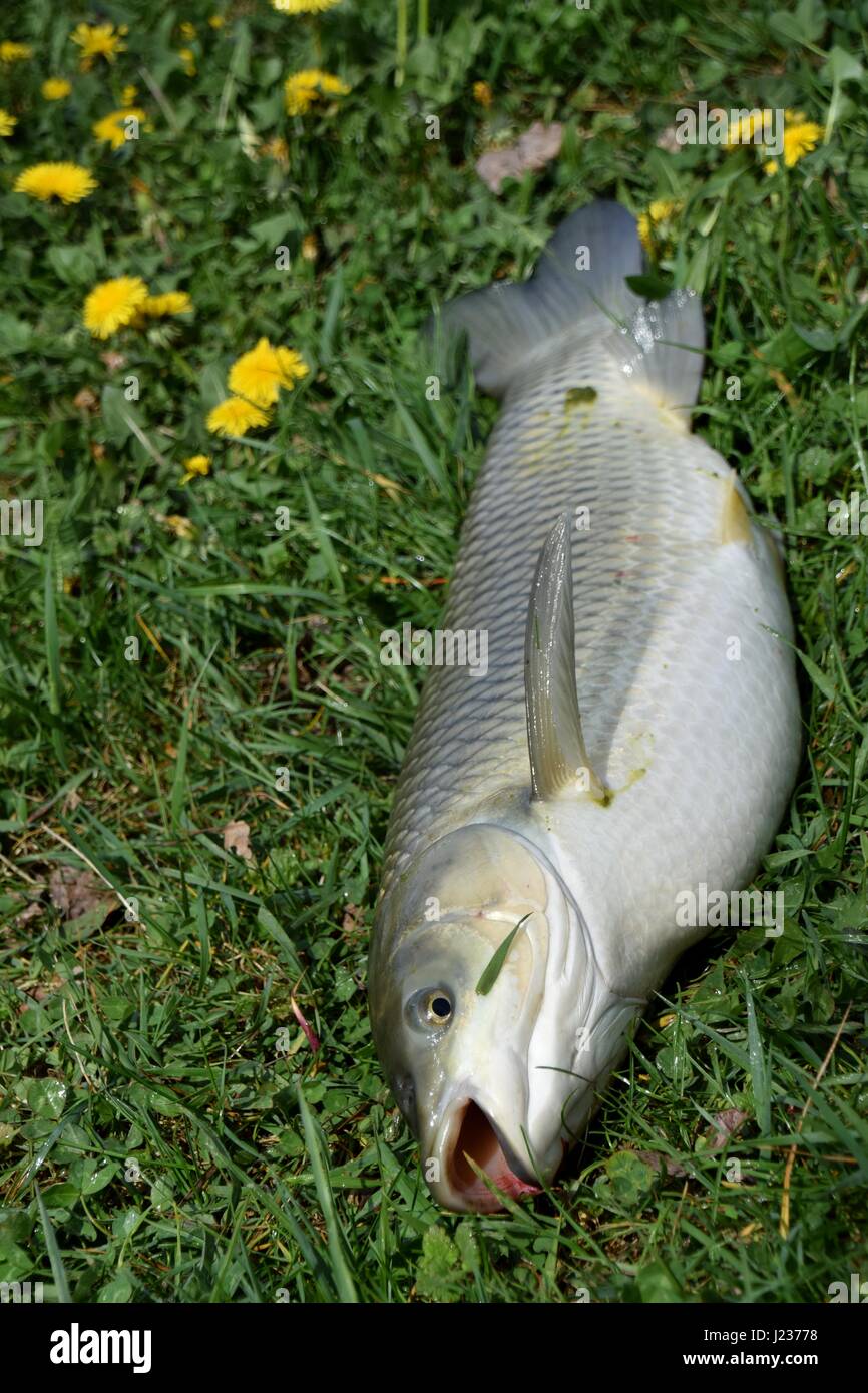 Fresh Grass Carp (Ctenopharyngodon idella) pulled from the lake before few seconds Stock Photo