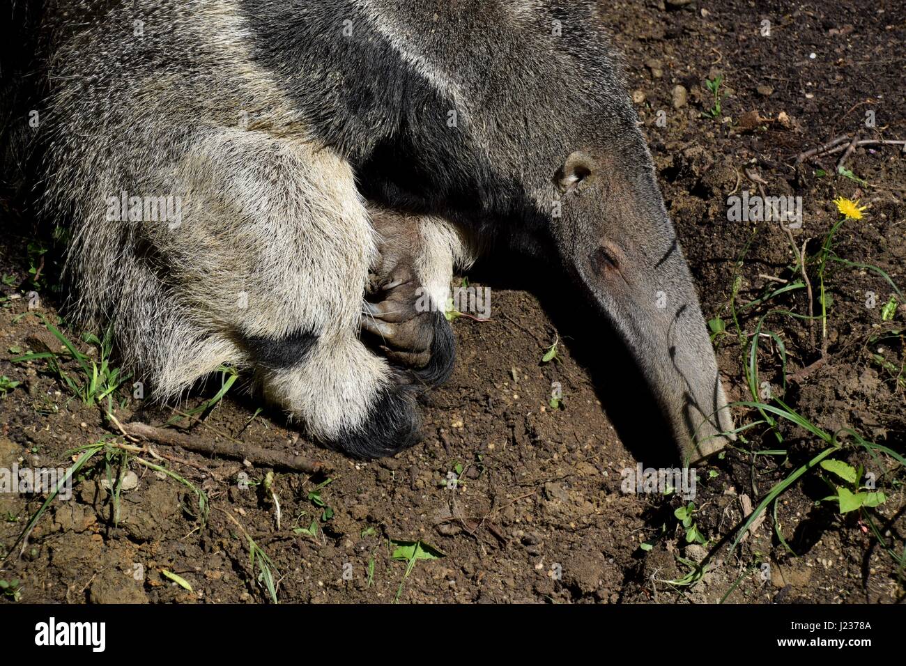 Anteater eating ants hi-res stock photography and images - Alamy
