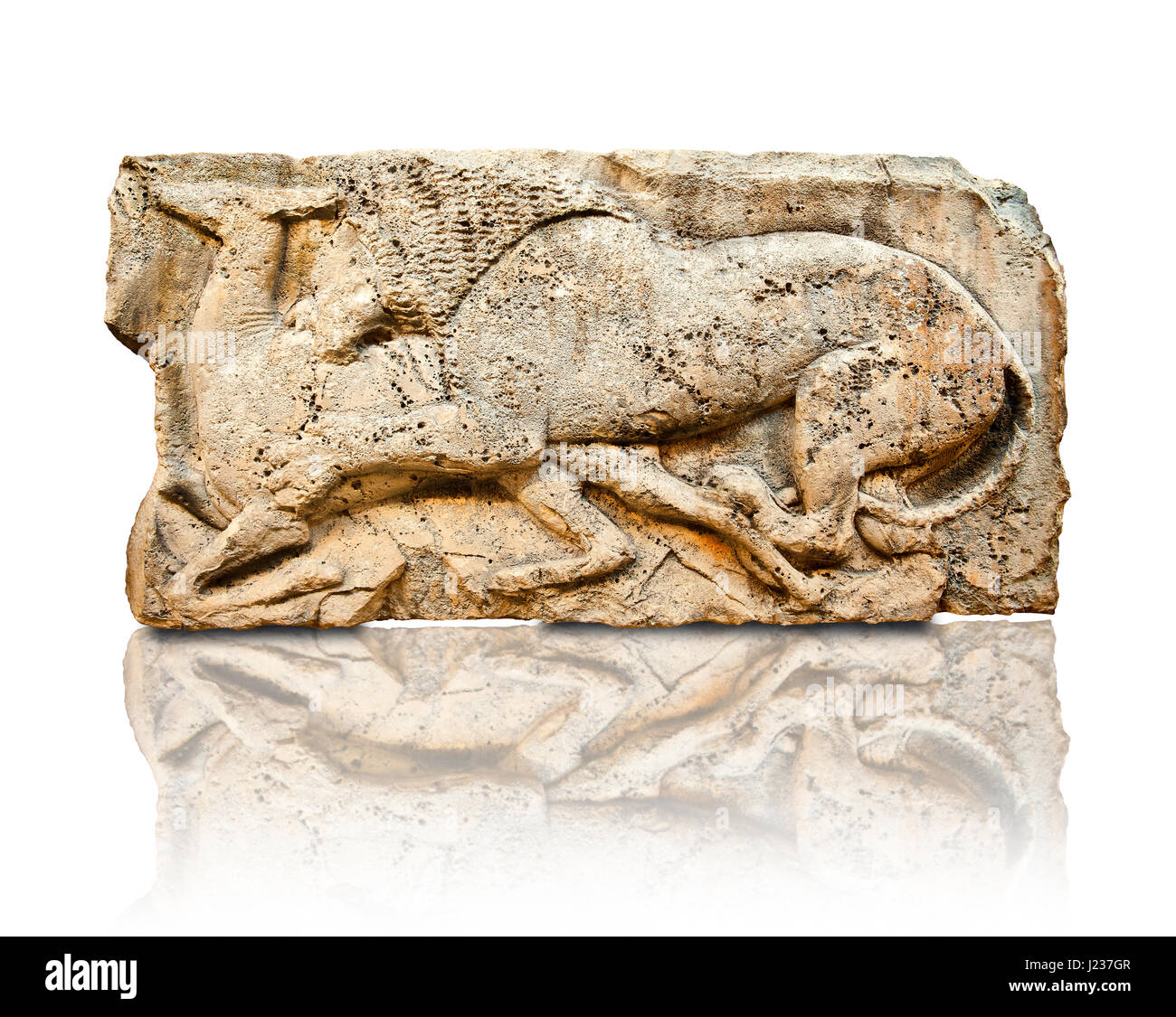 Lion killing deer  from the 'Satyr Hunting Wils Animals, freezes, 460 B.C.  From Xanthos, UNESCO World Heritage site, south west Turkey. A British Mus Stock Photo