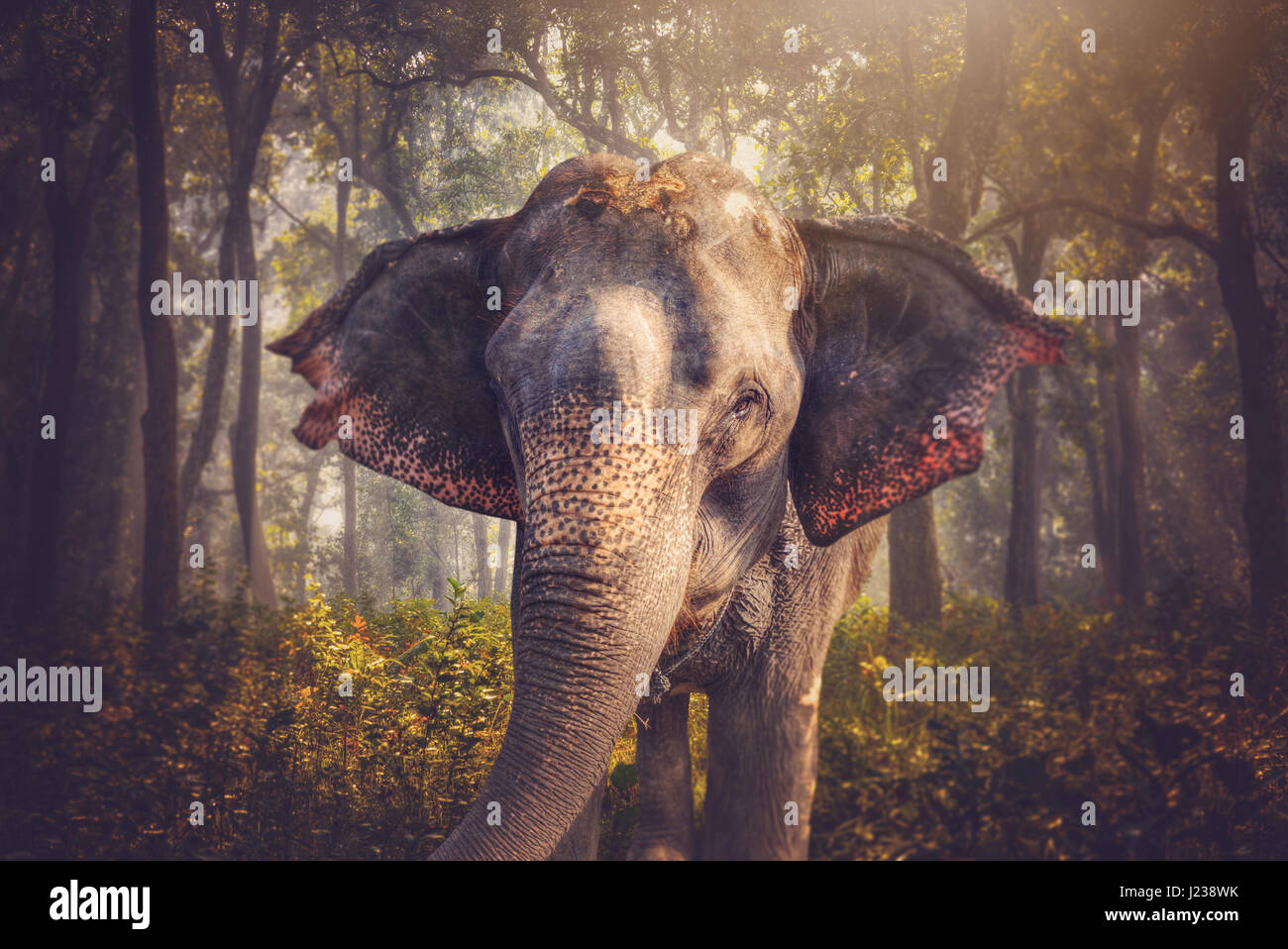 Download A Big and Majestic Elephant Wallpaper | Wallpapers.com