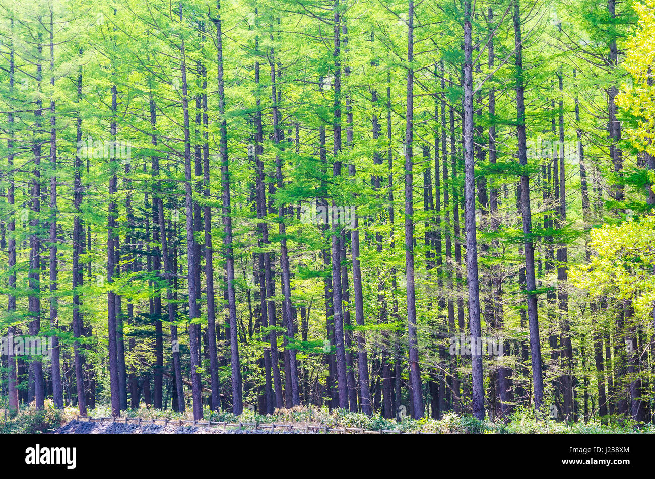 Pine forest in kamikochi national park nagano japan Stock Photo