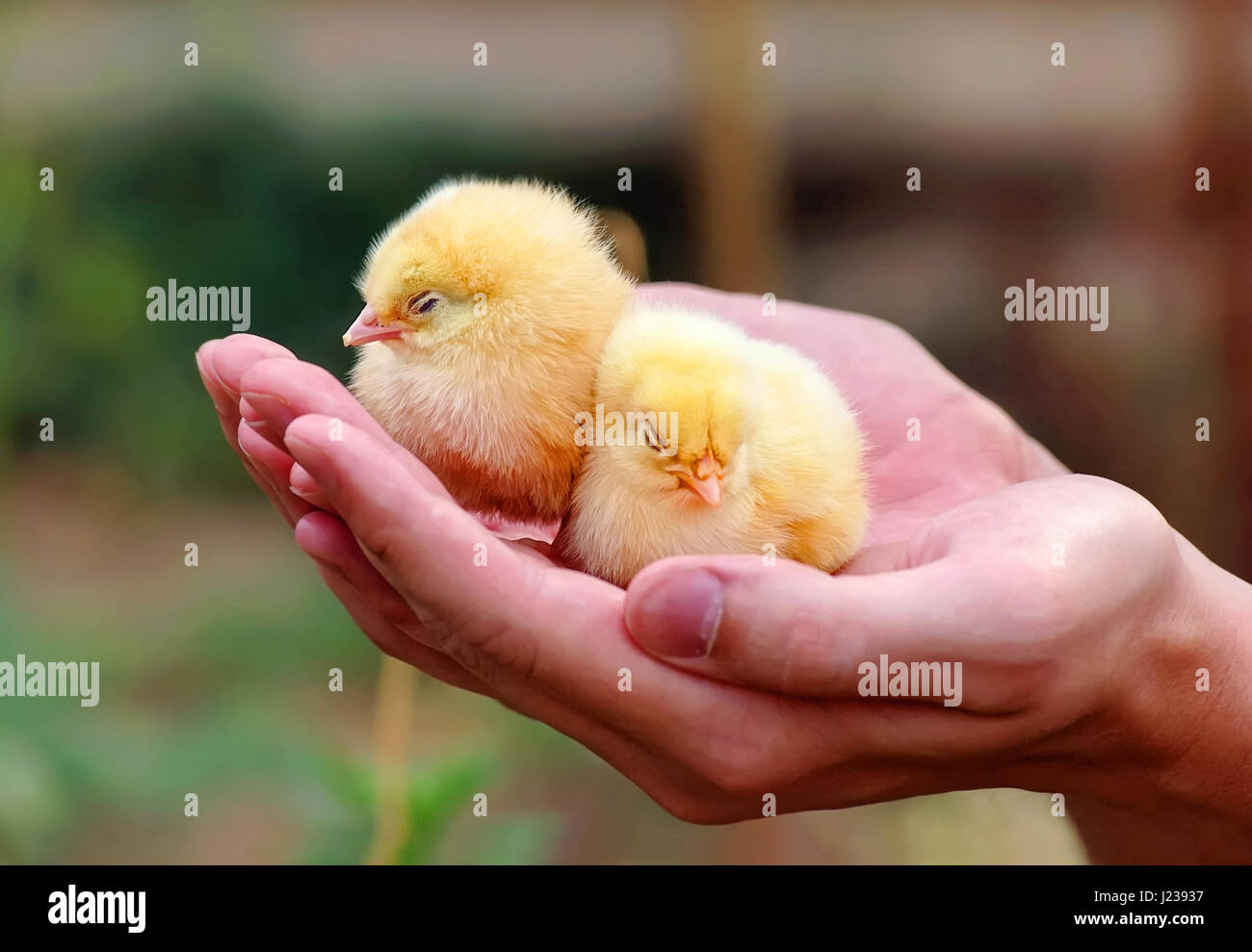 Baby chicken sleeping hires stock photography and images Alamy