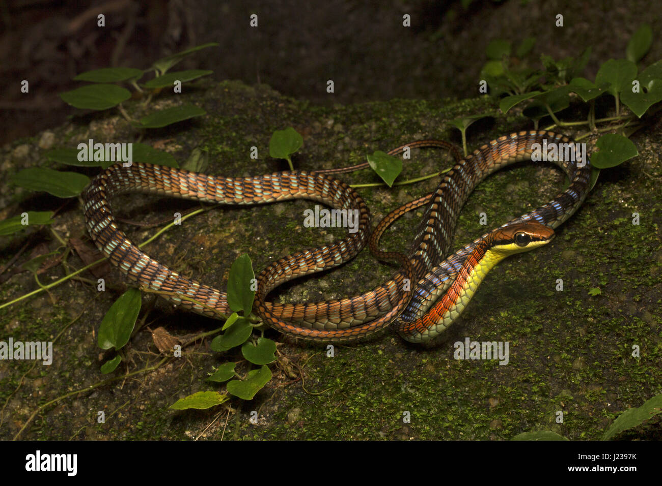 Kopstein's bronzeback tree snake Stock Photo