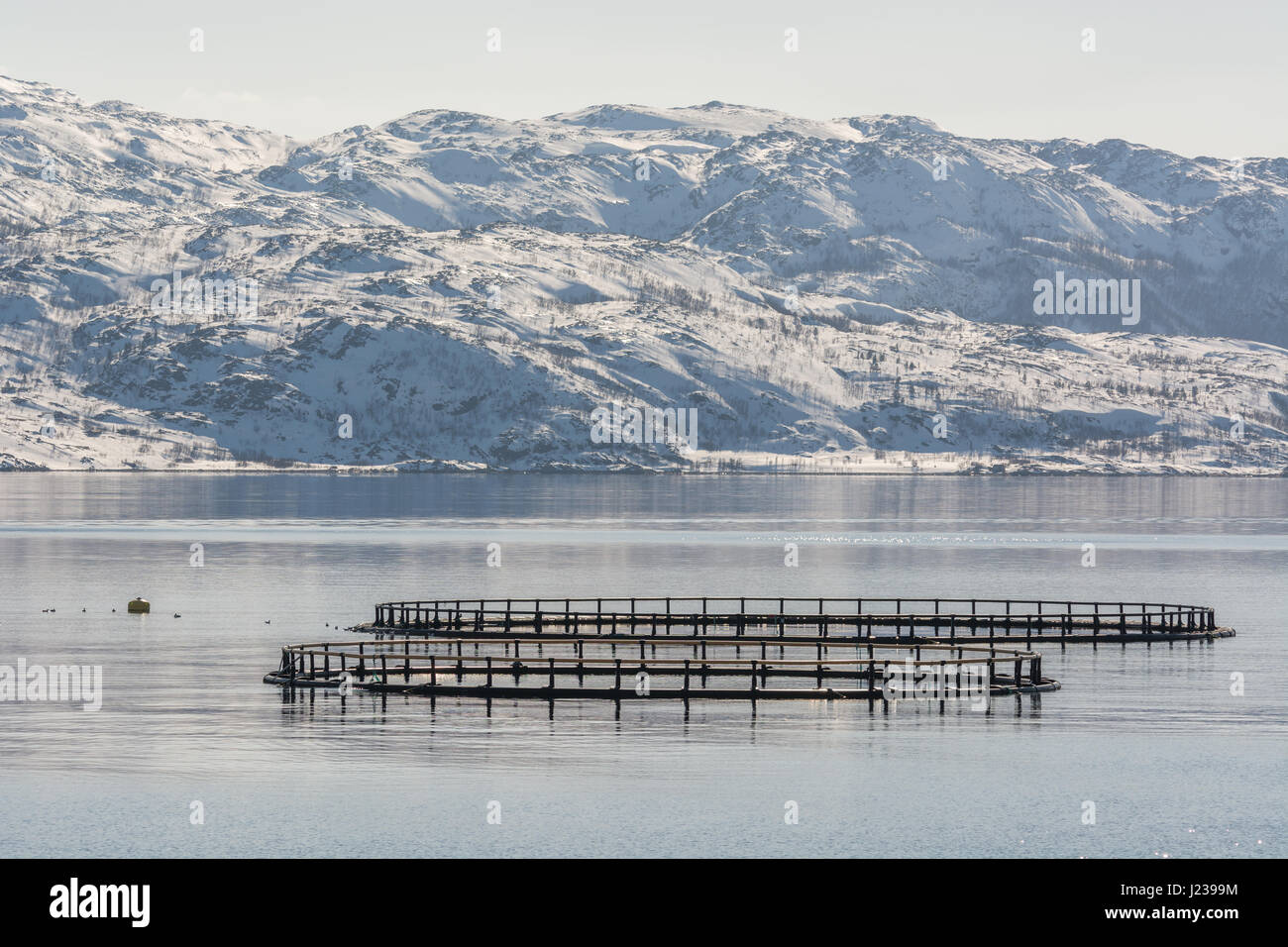 Salmon fish farming, oppdrett, lakseoppdrett Stock Photo