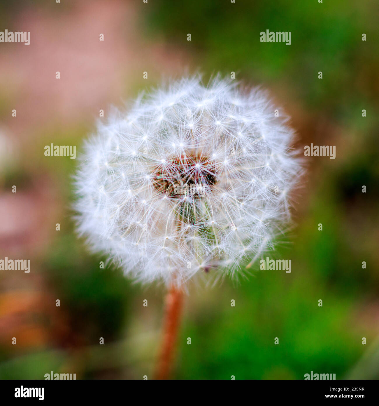 Dandelion close up Stock Photo Alamy
