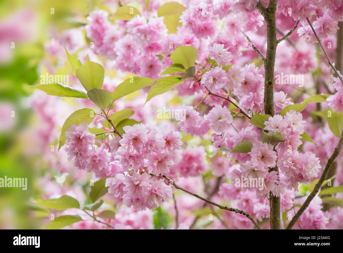 The beautiful, spring flowering pink cherry blossom of Prunus 'Kanzan' a Japanese flowering cherry tree. Stock Photo