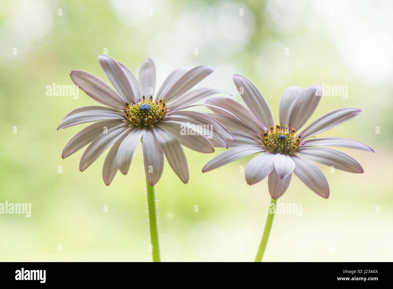 Close-up image of the beautiful white, summer flowering Osteospermum barberiae, also known as the Sun Daisy, Cape daisy and African Daisy. Stock Photo