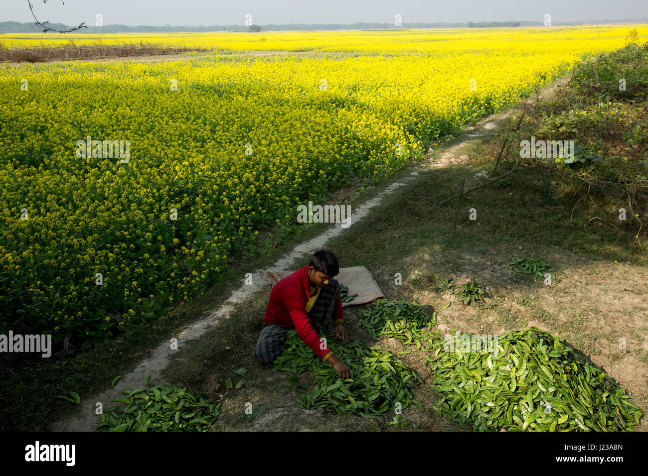 Shim vegetable hires stock photography and images Alamy