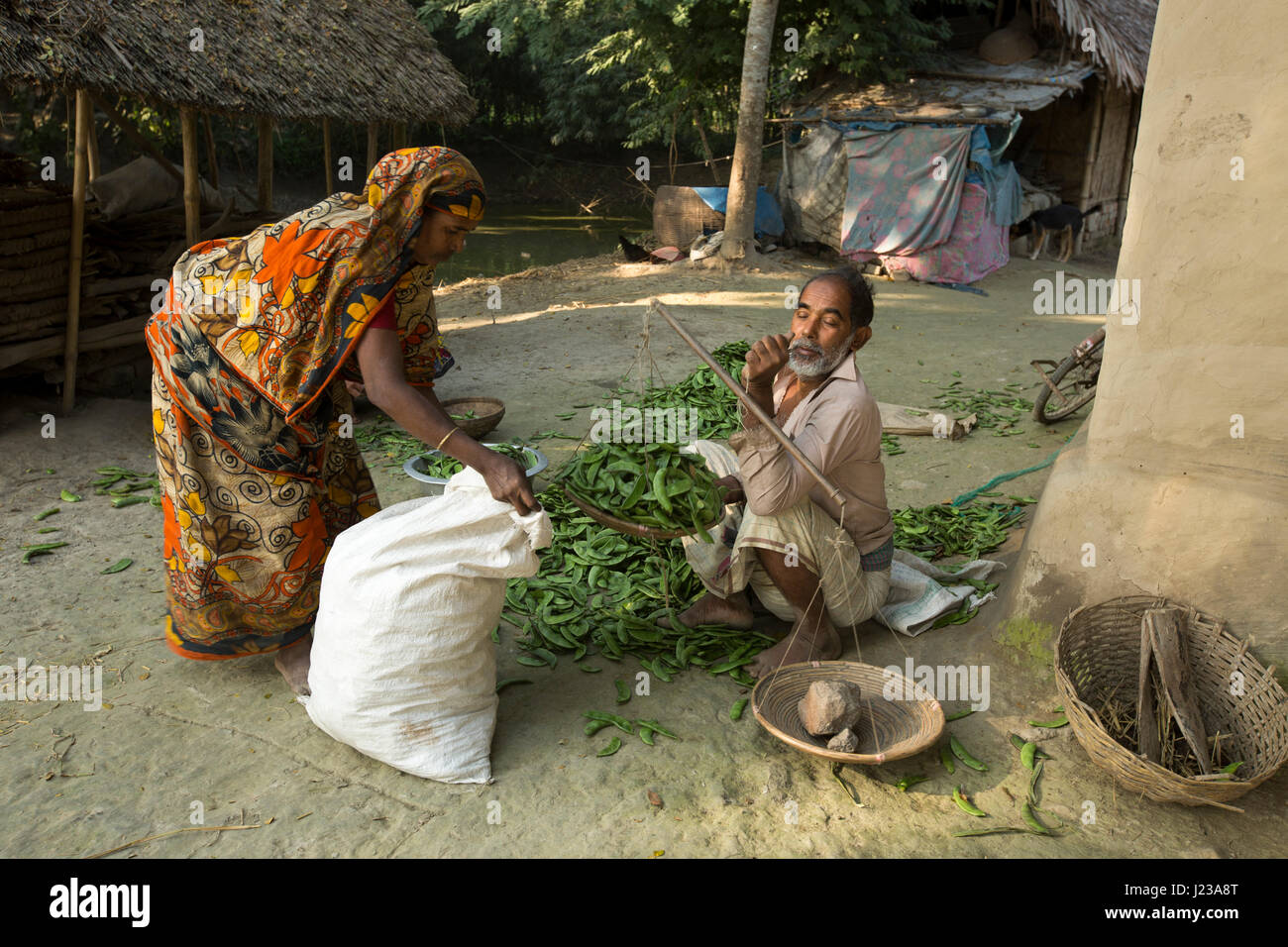 A farmr weighs Lablab Dolichos Bean locally known as Shim in Jessore, Bangladesh. Stock Photo