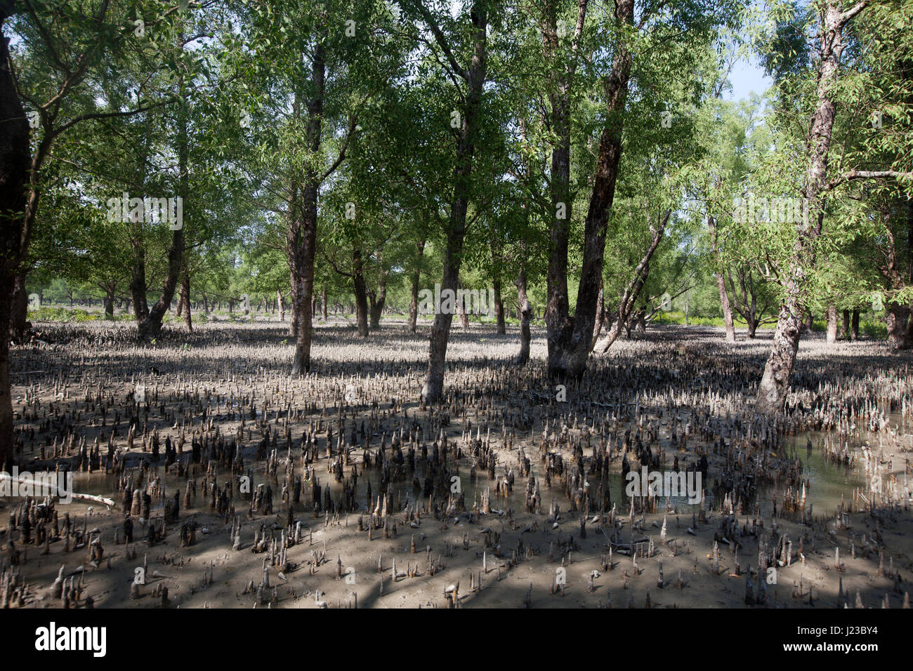 View of the Sundarbans, a UNESCO World Heritage Site and a wildlife ...