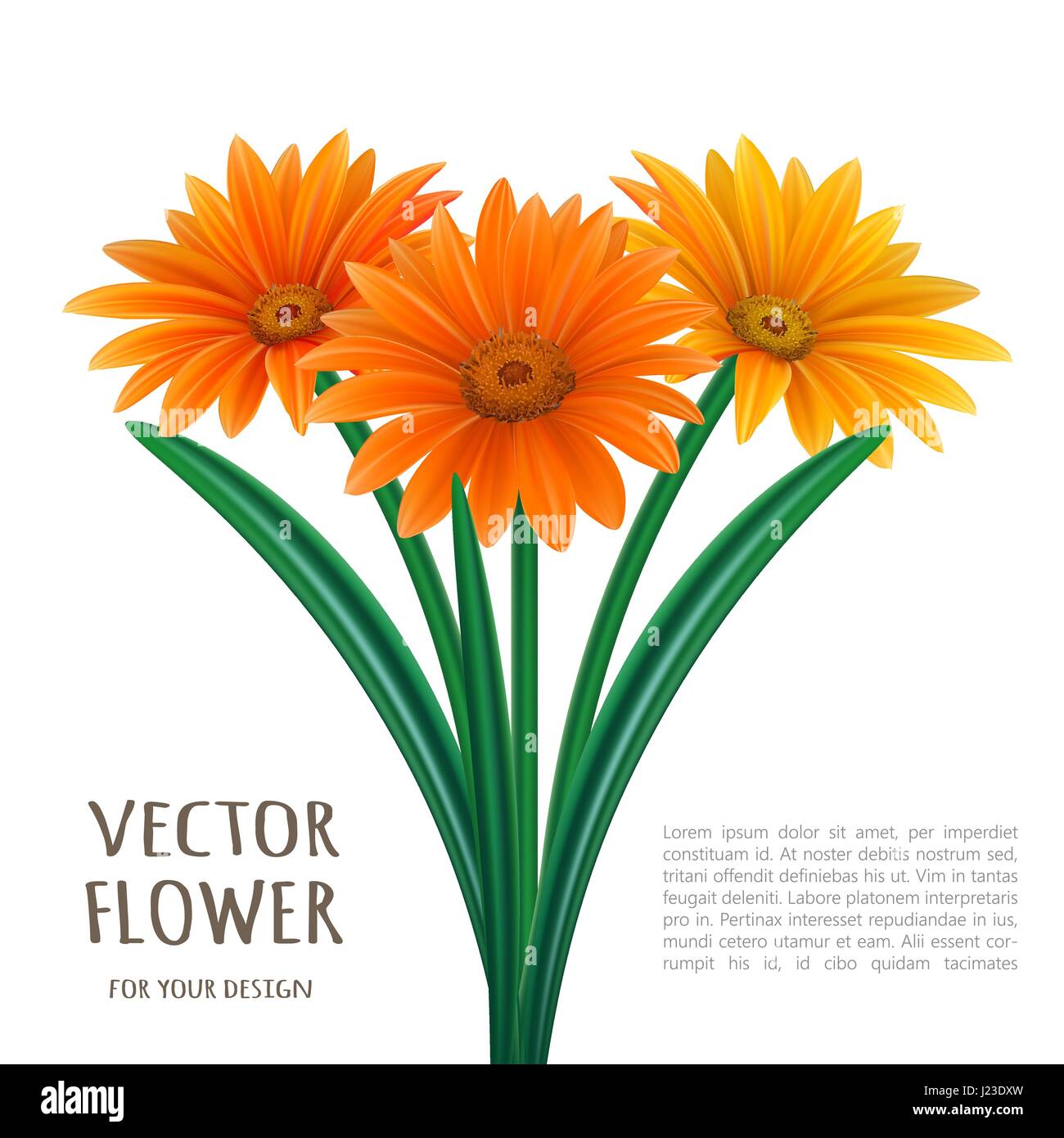 Hand drawn vector realistic illustration of Gerbera Daisy flower Stock